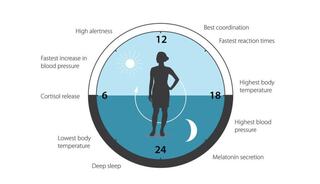 A circular timeline shows daily human physiological changes, indicating alertness, temperature, and cortisol and melatonin levels across 24 hours.
